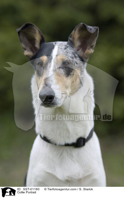 Kurzhaar Collie im Portrait / Collie Portrait / SST-01160