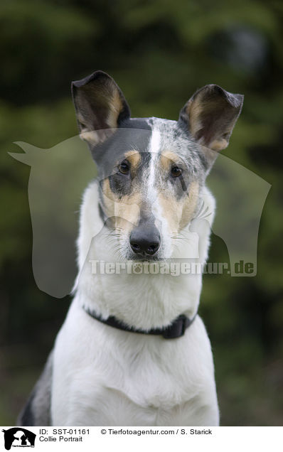 Kurzhaar Collie im Portrait / Collie Portrait / SST-01161