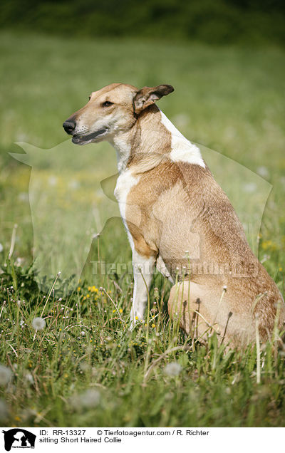 sitzender Kurzhaarcollie / sitting Short Haired Collie / RR-13327