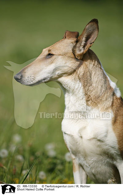 Kurzhaarcollie Portrait / Short Haired Collie Portrait / RR-13330