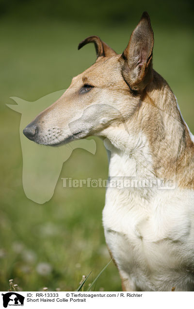 Kurzhaarcollie Portrait / Short Haired Collie Portrait / RR-13333