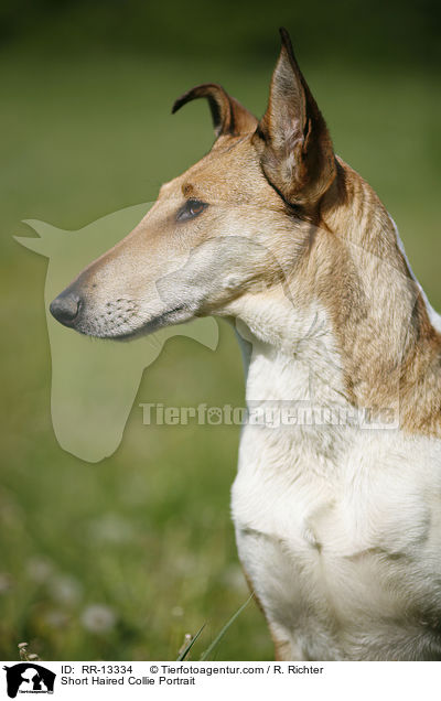 Short Haired Collie Portrait / RR-13334