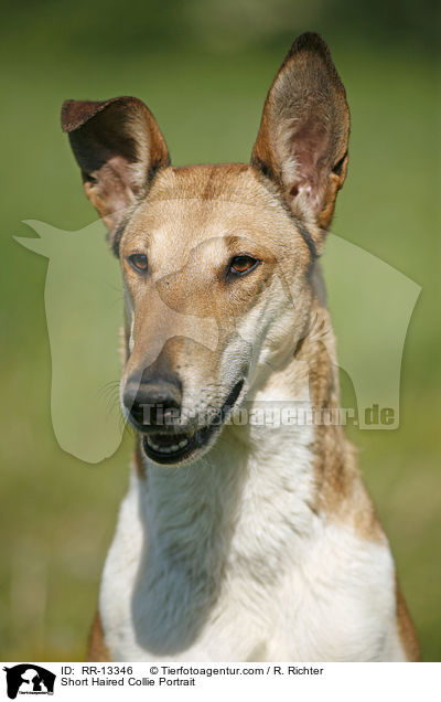 Short Haired Collie Portrait / RR-13346