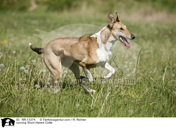 rennender Kurzhaarcollie / running Short Haired Collie / RR-13374