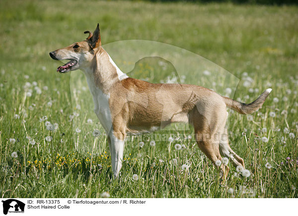 stehender Kurzhaarcollie / Short Haired Collie / RR-13375