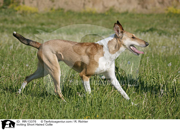 trotting Short Haired Collie / RR-13376
