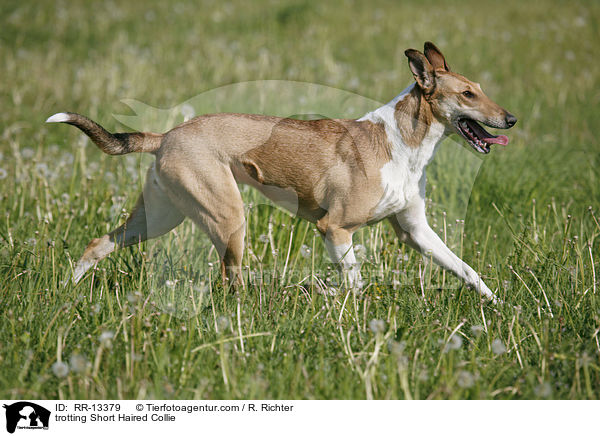 trabender Kurzhaarcollie / trotting Short Haired Collie / RR-13379