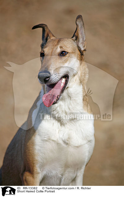 Kurzhaarcollie Portrait / Short Haired Collie Portrait / RR-13382