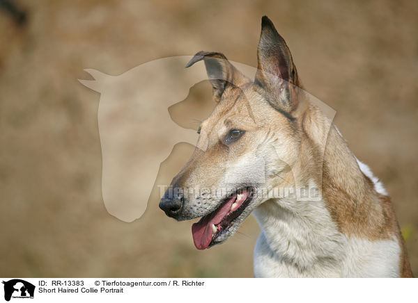 Kurzhaarcollie Portrait / Short Haired Collie Portrait / RR-13383