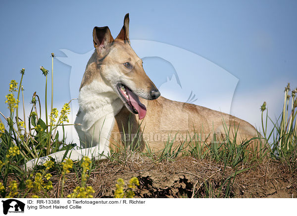 liegender Kurzhaarcollie / lying Short Haired Collie / RR-13388