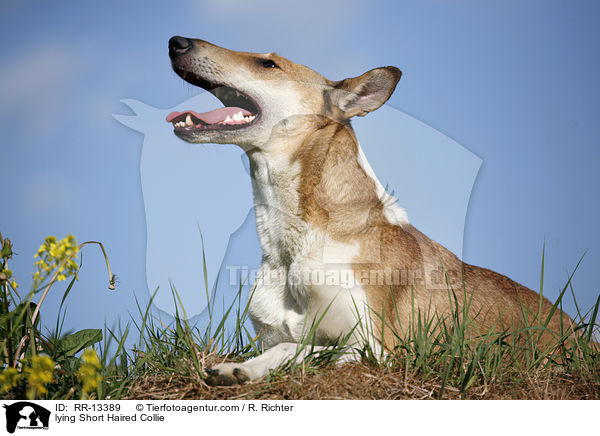 liegender Kurzhaarcollie / lying Short Haired Collie / RR-13389