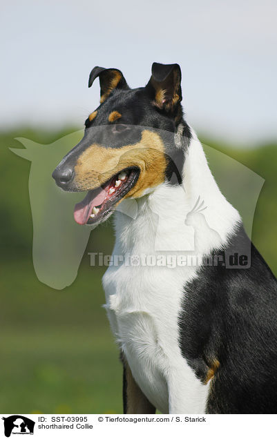 shorthaired Collie / SST-03995