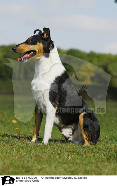 shorthaired Collie / SST-03996