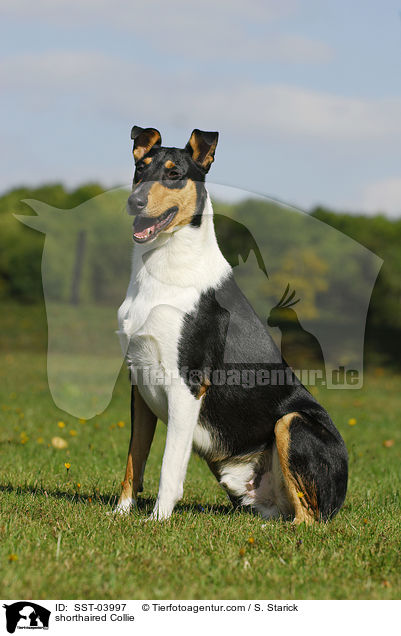 shorthaired Collie / SST-03997