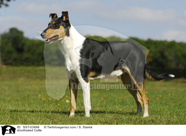 shorthaired Collie / SST-03998
