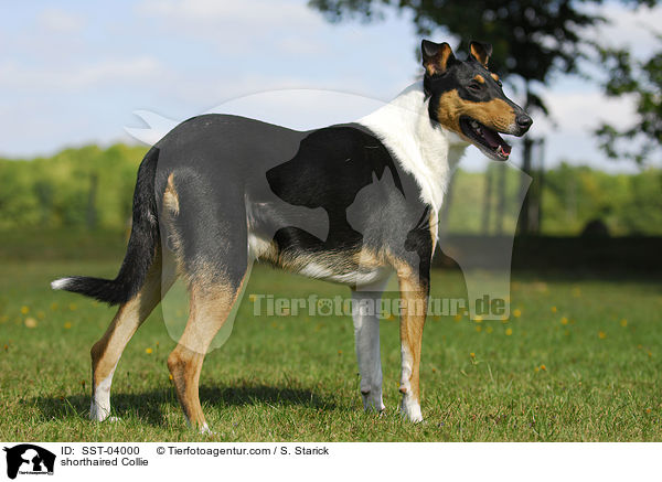 shorthaired Collie / SST-04000