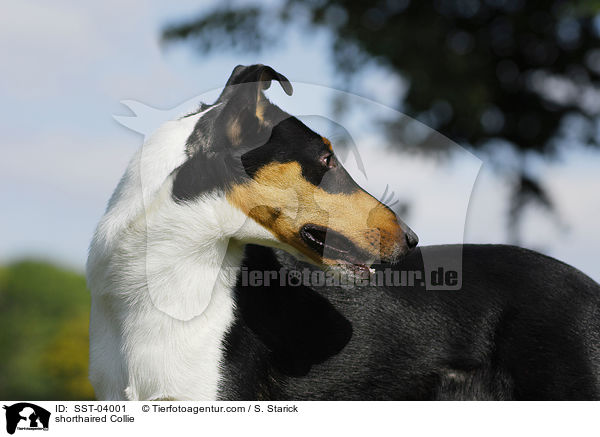 shorthaired Collie / SST-04001