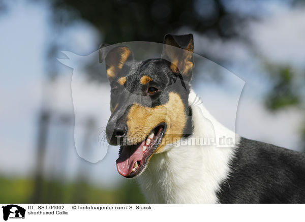 shorthaired Collie / SST-04002