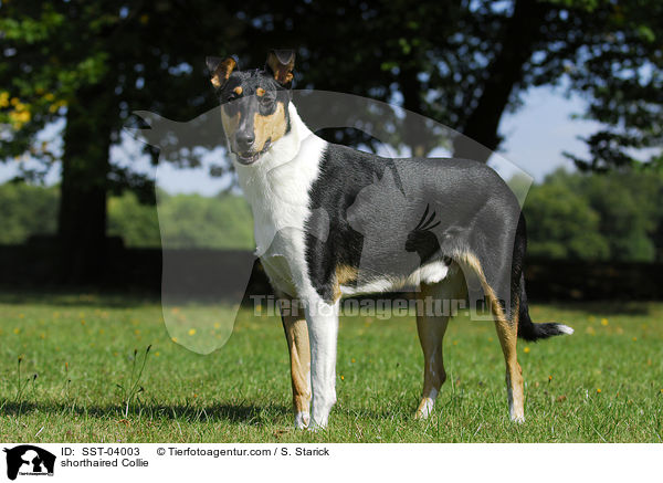 shorthaired Collie / SST-04003