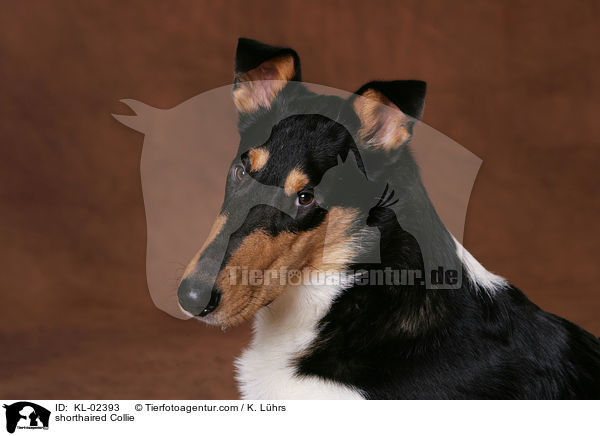 shorthaired Collie / KL-02393