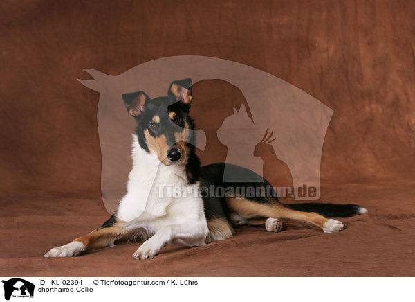 shorthaired Collie / KL-02394