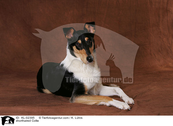shorthaired Collie / KL-02395