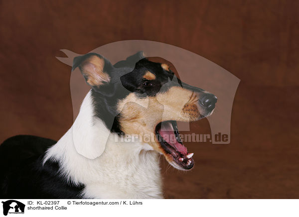 shorthaired Collie / KL-02397