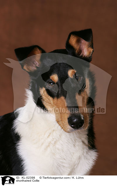 shorthaired Collie / KL-02398