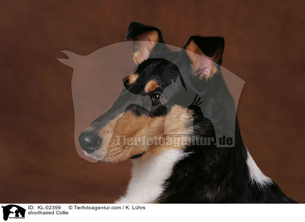 shorthaired Collie / KL-02399