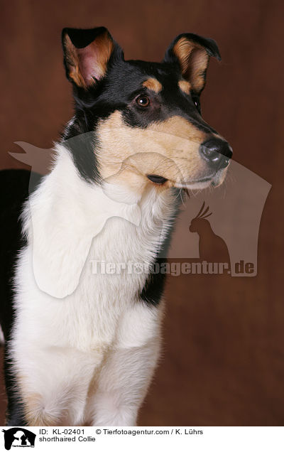 shorthaired Collie / KL-02401