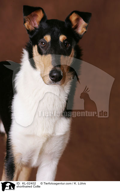 shorthaired Collie / KL-02402