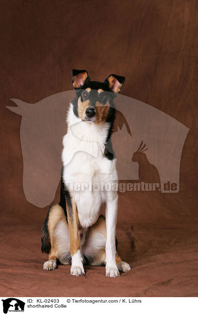 shorthaired Collie / KL-02403