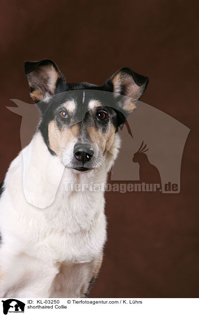 shorthaired Collie / KL-03250