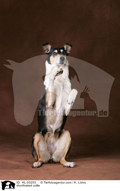 Kurzhaarcollie / shorthaired collie / KL-03253