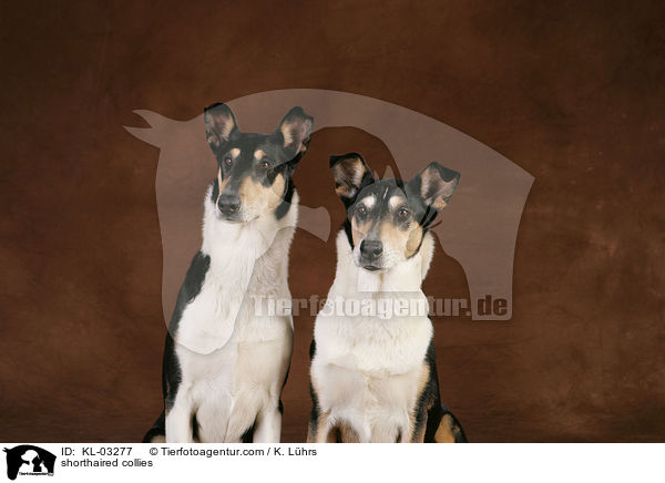 shorthaired collies / KL-03277