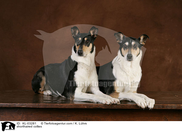 shorthaired collies / KL-03281