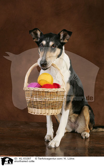 shorthaired collie / KL-03287