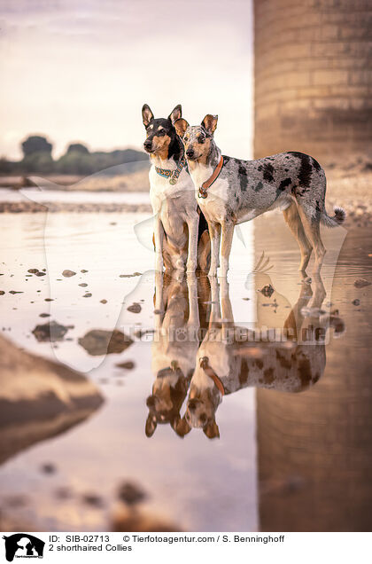 2 Kurzhaarcollies / 2 shorthaired Collies / SIB-02713