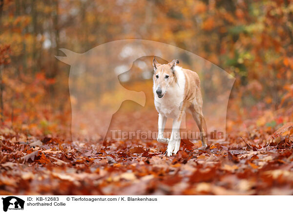 Kurzhaarcollie / shorthaired Collie / KB-12683