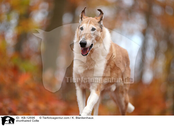 shorthaired Collie / KB-12696