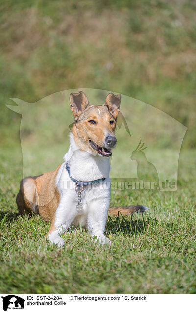 Kurzhaarcollie / shorthaired Collie / SST-24284