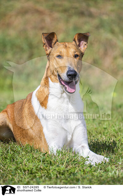 Kurzhaarcollie / shorthaired Collie / SST-24285