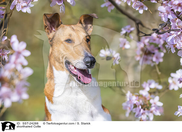 Kurzhaarcollie / shorthaired Collie / SST-24288