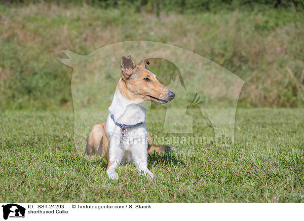 Kurzhaarcollie / shorthaired Collie / SST-24293