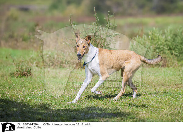 Kurzhaarcollie / shorthaired Collie / SST-24294