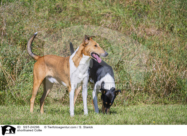 Kurzhaarcollie / shorthaired Collie / SST-24296