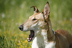 yawning Short Haired Collie