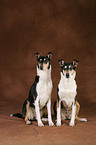 shorthaired collies