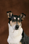 shorthaired collie portrait