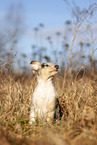 red-merle Collie Puppy